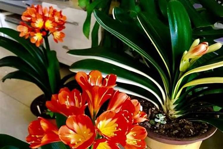 养君子兰时放这4种东西,可以让君子兰叶片油亮、花大色艳