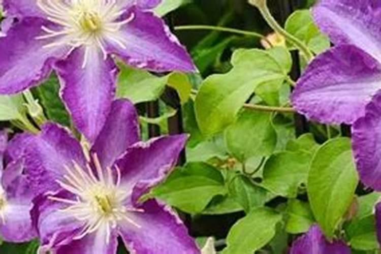 铁线莲立春地栽养护技巧