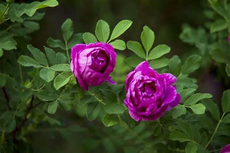 玫瑰花需什么肥料？
