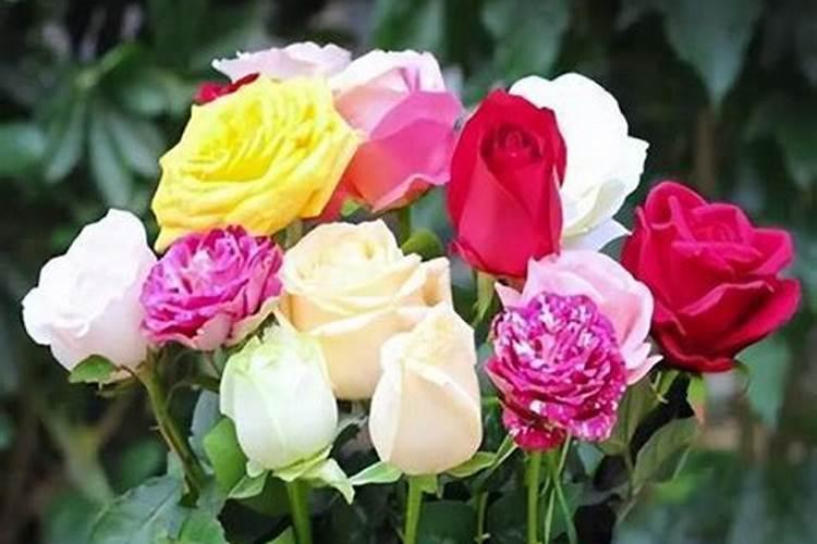 盆栽玫瑰花施肥施什么肥料