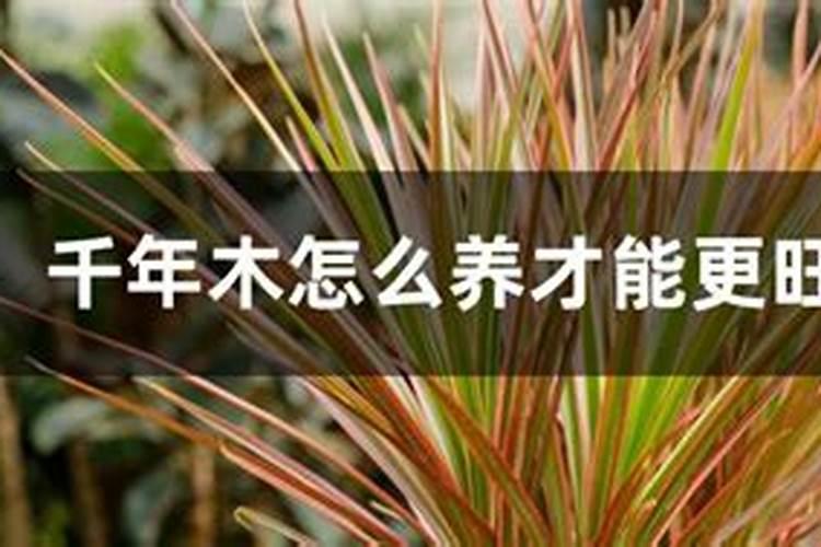 千年木掉叶子什么原因