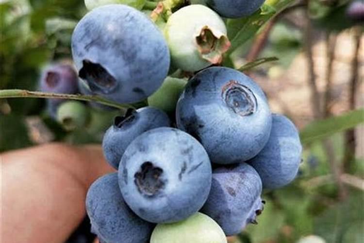 中山市金凯威电器有限公司怎么样？