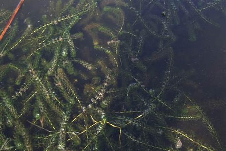 池子里青苔怎么洗掉