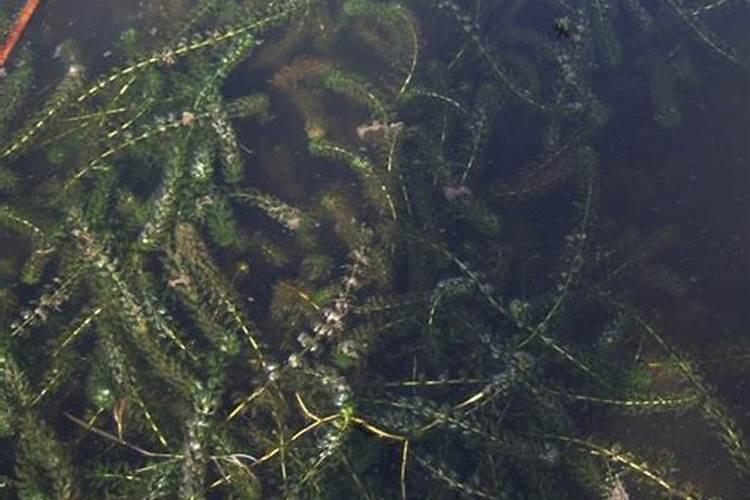 使用清塘净对水草有危害吗