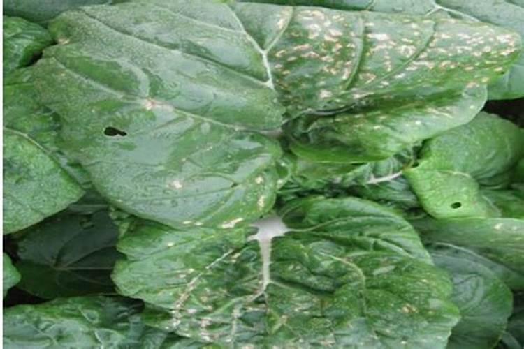 氮肥利用率 氮肥是尿素肥吗