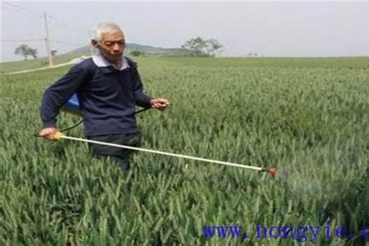 兰草可以施化肥吗