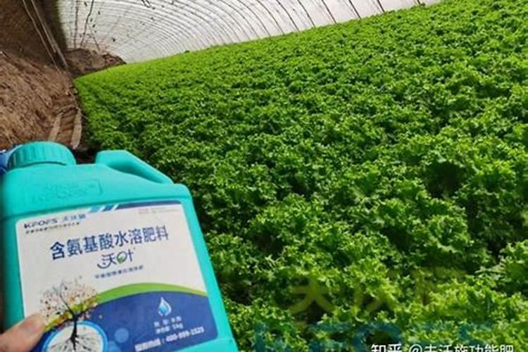 辣椒施什么肥结果多和大