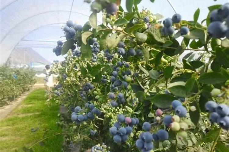 蓝莓树打过杀虫剂第二天可以喷中微量元素水溶肥吗