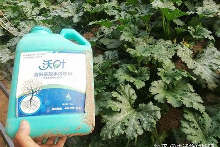 葫芦挂果后施什么肥