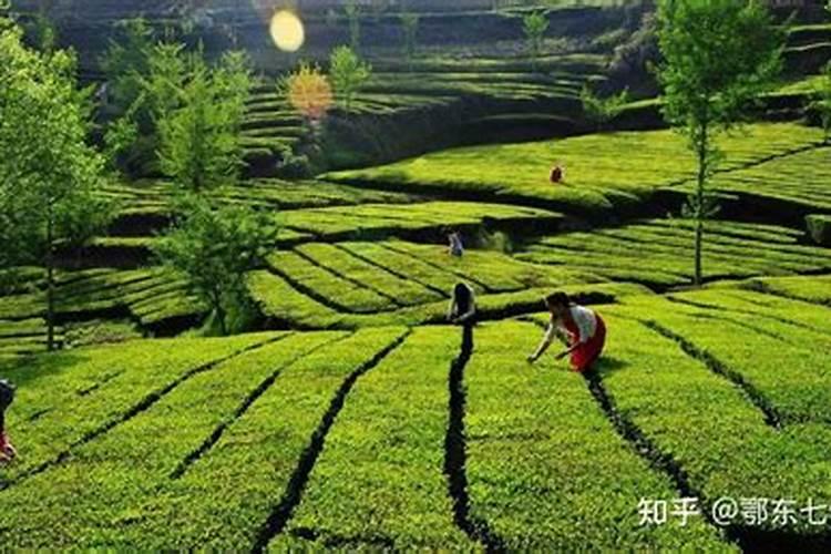 硼肥能做茶叶基肥吗？