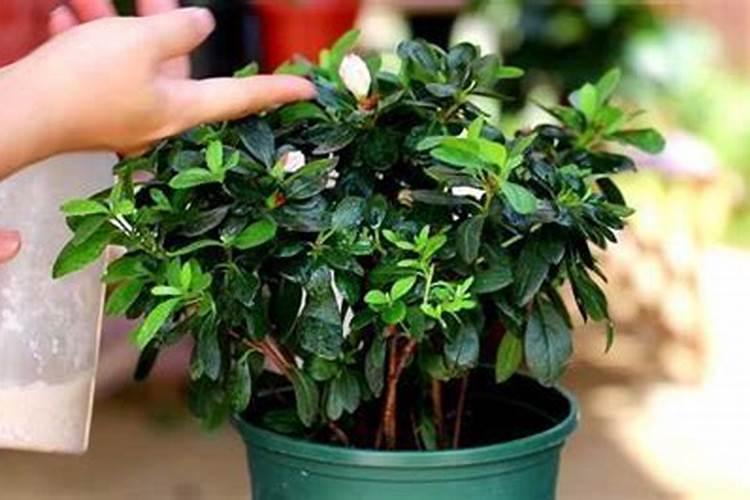 生根粉要怎么用才能效果好呢(图)