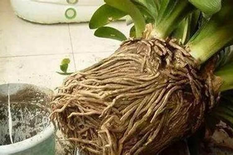 黑色发霉豆子四五年了可以当肥料吗？