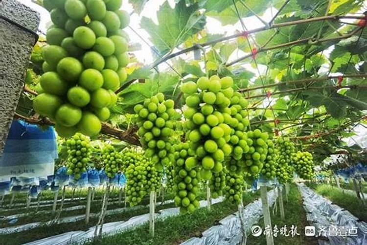 妮娜皇后葡萄家庭种植怎样管理