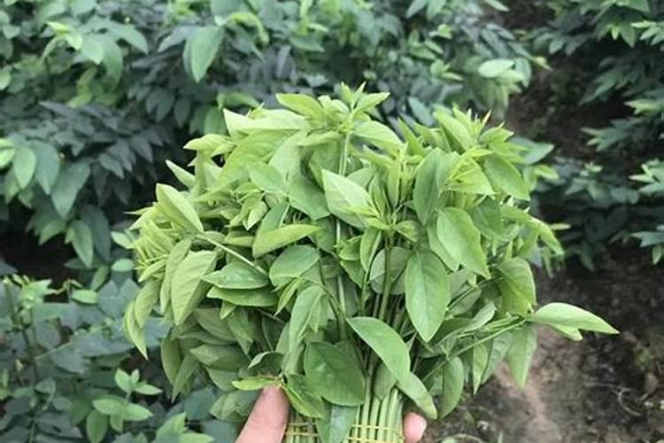 树仔菜什么地方适合种植