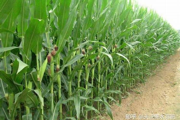 玉米喷什么叶面肥效果最好？