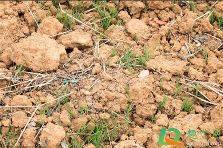 松土最好的肥料