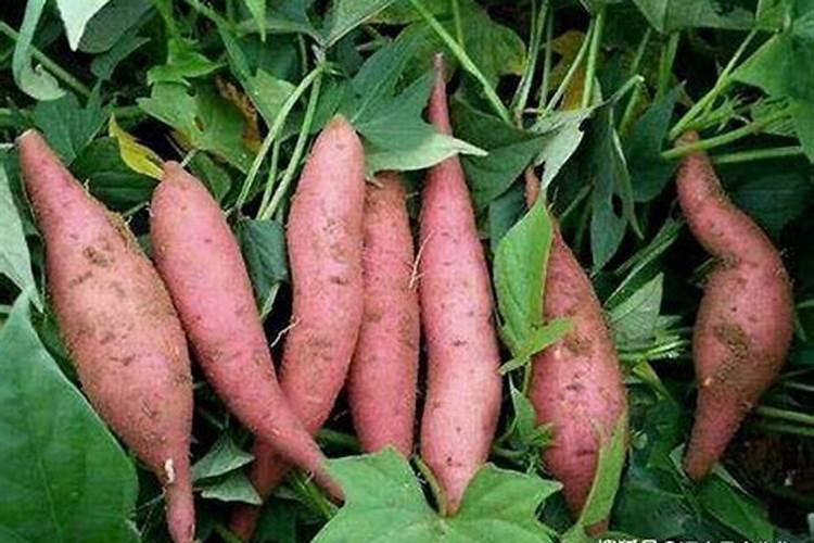 地瓜小冲什么肥