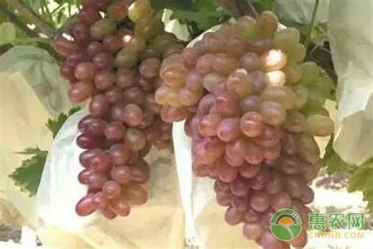 葡萄发芽后就不长了怎么回事