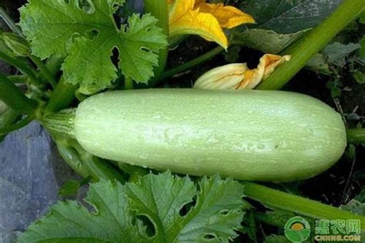 西葫芦长势弱怎么办