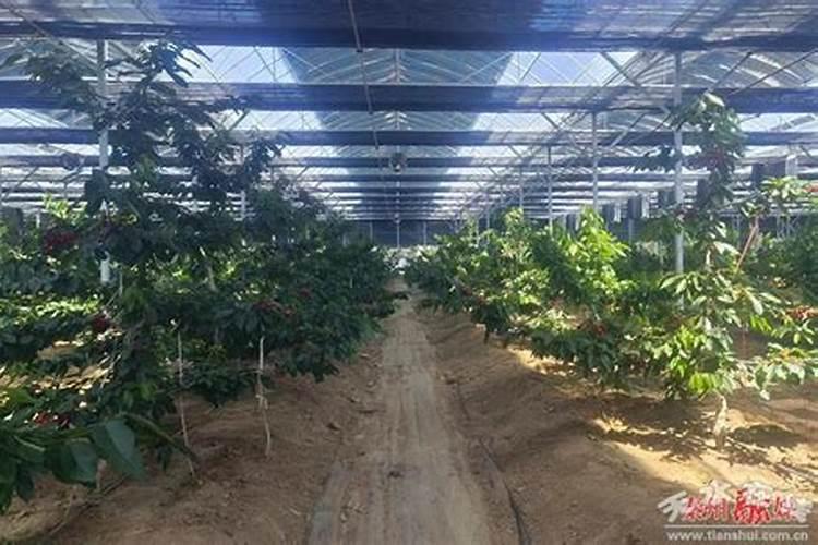 草木灰如何正确使用呢？