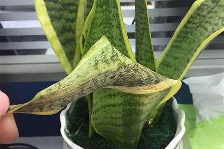 虎皮兰施什么肥