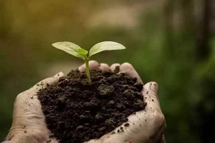 颗粒硼肥料推荐正品