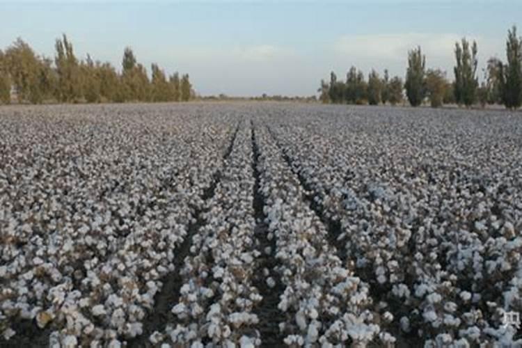 苦瓜什么时候打顶