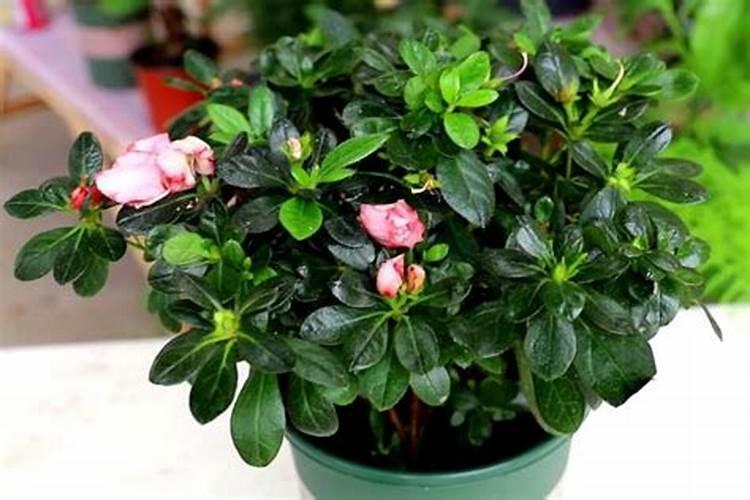 吉林敦化承包一晌地多少钱