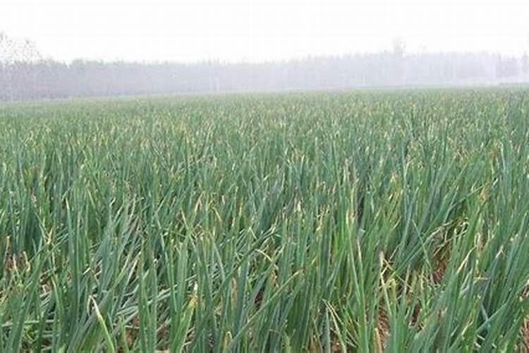 冬季可以移栽柑橘树吗 柑橘树移栽后怎么提高成活率