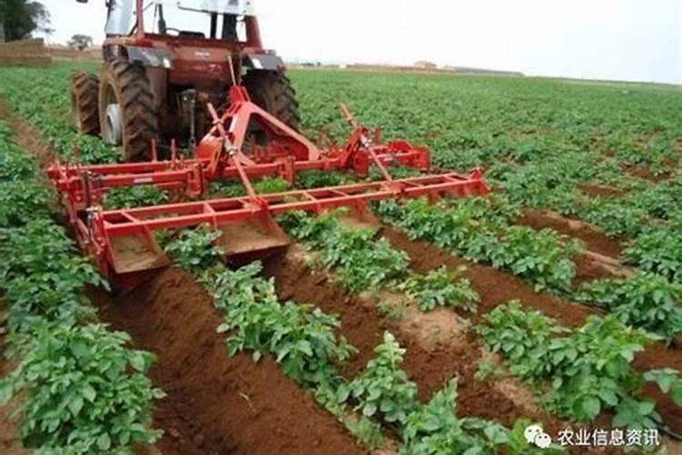 马铃薯种植时应该怎么施肥？