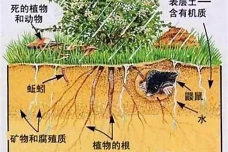 土壤腐殖质的作用