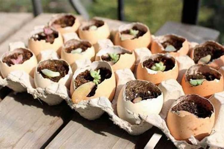 鸡蛋壳怎么才能做成花肥？