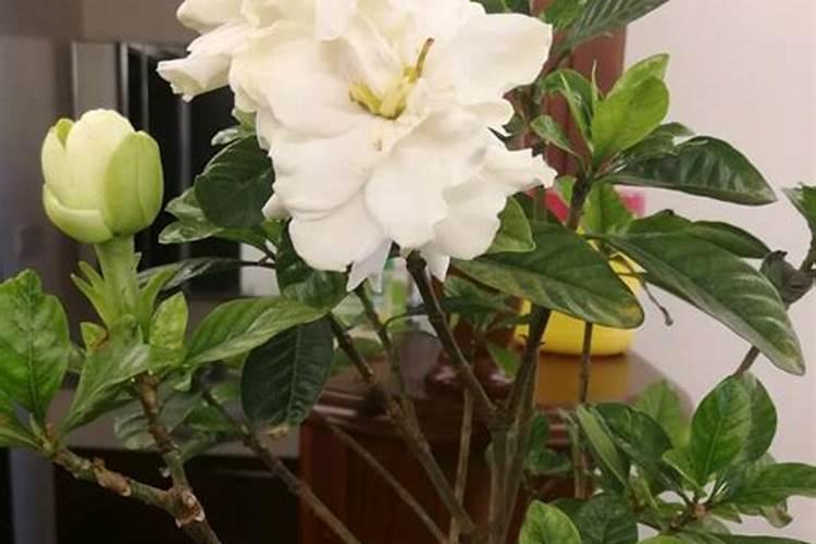 栀子花冬天需要施肥吗