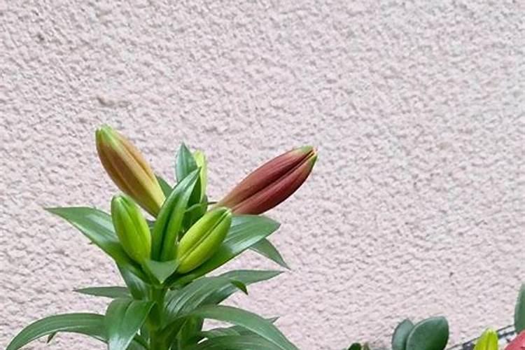 百合花如何施肥