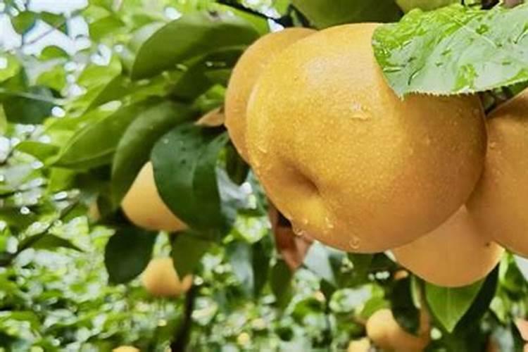 秋月梨8月上旬追什么肥料好？