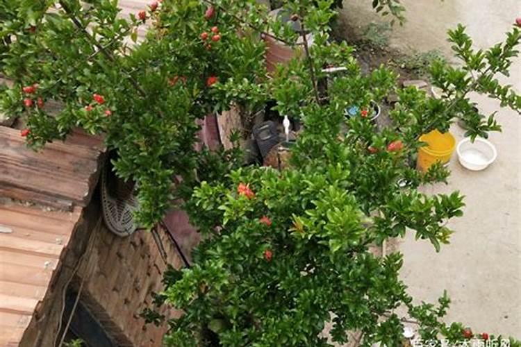 石榴树什么时候施肥