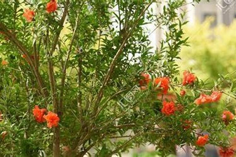 正开花的石榴树敢不敢加复合肥