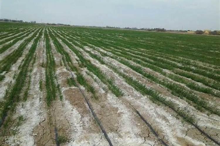 盐碱地改良用什么肥料