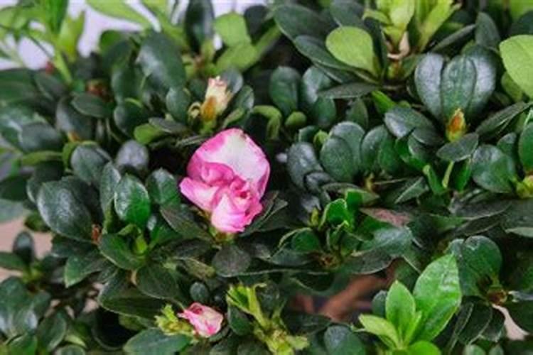 杜鹃花能不能施复合肥？