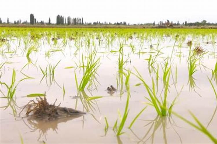 一亩水田需要多少化肥