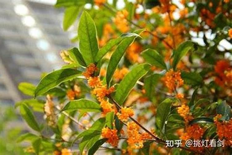 桂花树施什么肥合适