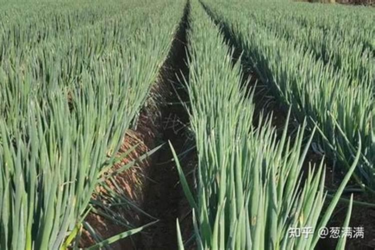 月季移栽后多久可以施肥？