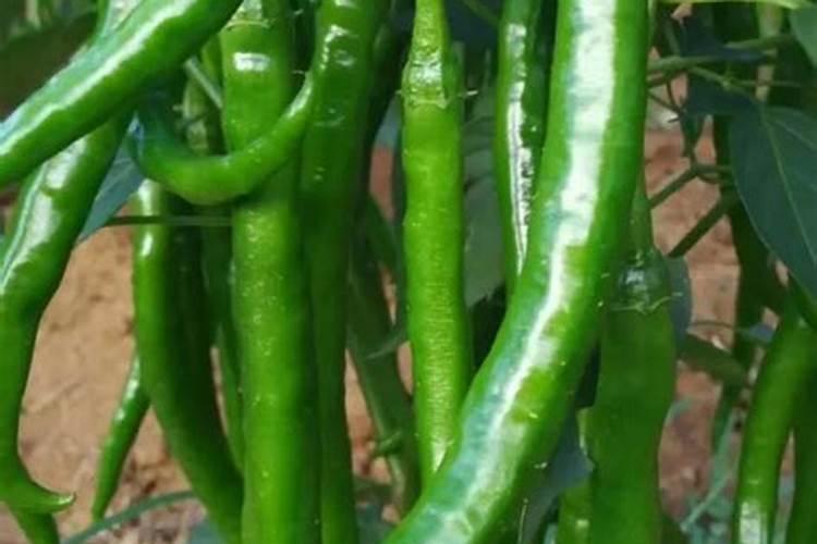 辣椒开花结果需要施什么肥