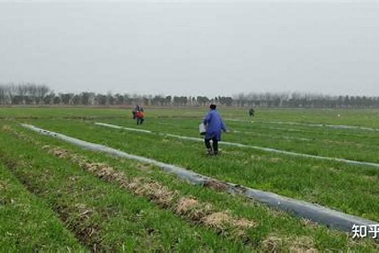 蔬菜晚上施肥好还是早上施肥好