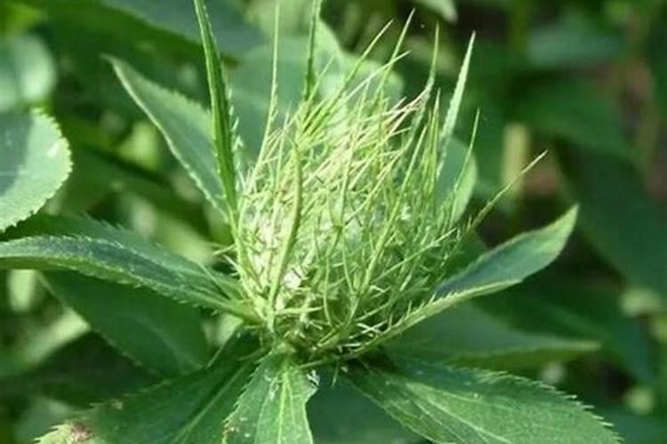 农博金草苍术种植可以用磷肥施肥吗？