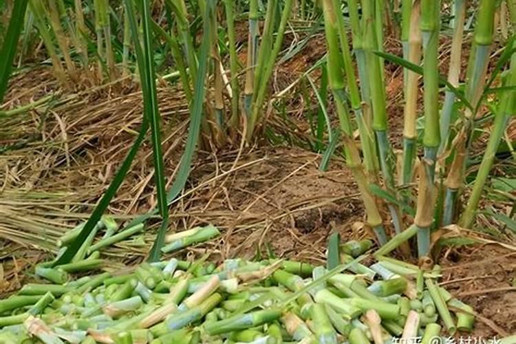 皇竹草多少钱一吨 一亩地投资多少