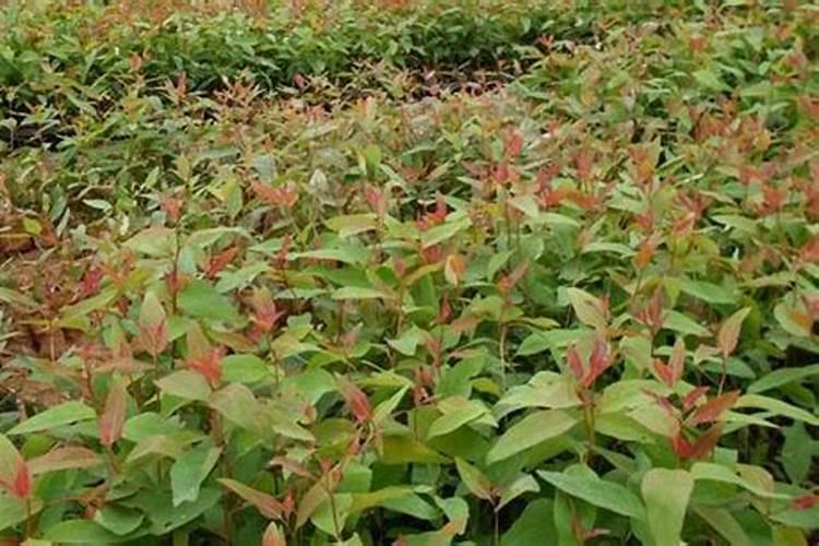 桉树底肥放什么肥 底肥施多少合适