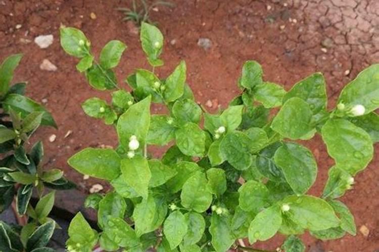 茉莉花开花了该不该施肥