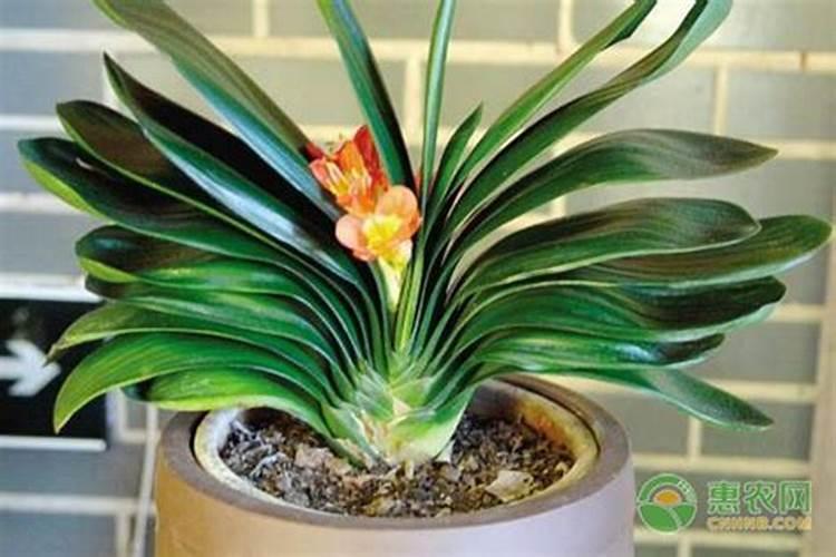 鸡蛋壳粉能当花肥吗