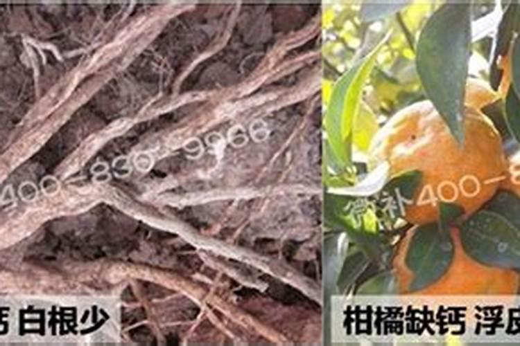 张静冰主要成就